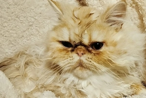 Wunderschöne Katzen 