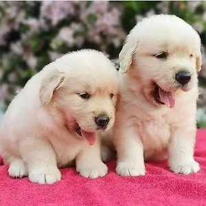 Unsere wunderschönen Golden-Retriever welpen suchen ein liebevolles Zuhause