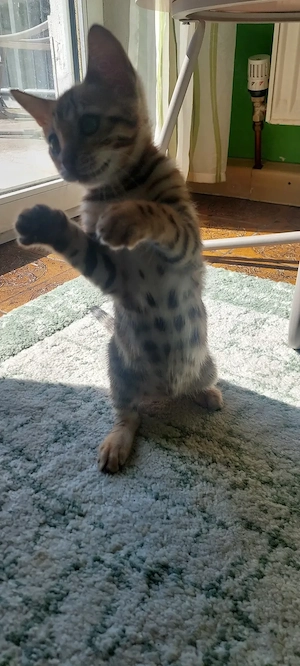 Reinrassige Bengalkitten mit Stammbaum