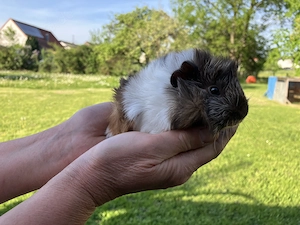 "Caspar" wunderschöner  Rosetten - Rasse-Meerschweinchen Bub sucht eine liebe, nette Familie