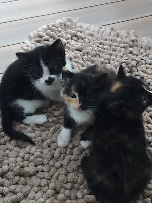 Maine Coon Perser Mix Kitten weiblich  Bild 5