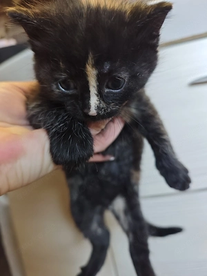 Maine Coon Perser Mix Kitten weiblich  Bild 2