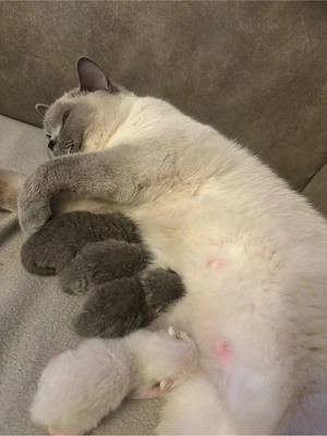BKH Kitten 