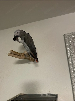 Graupapagei weibchen 5 jahre 