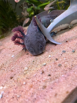Axolotl.   Bild 3