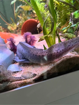 Axolotl.   Bild 4