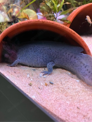 Axolotl.   Bild 2