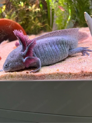 Axolotl.   Bild 5