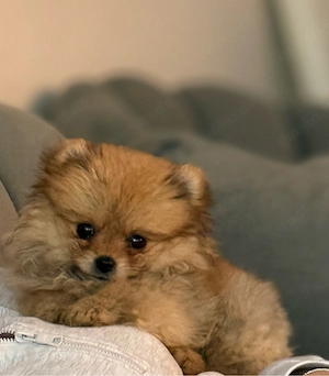 pomeranian zwergspitzt zu verkaufen 