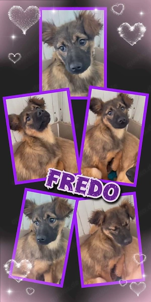 wunderschöner Welpenjunge "Fredo" sucht ein liebevolles Zuhause 