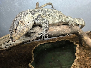 Varanus ornatus, 0.1 Nilwaran