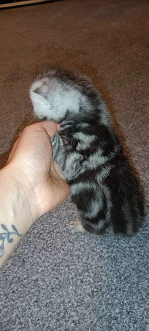 BKH Baby Katze 