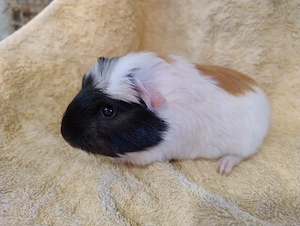 Meerschweinchen Weibchen Jungtiere 