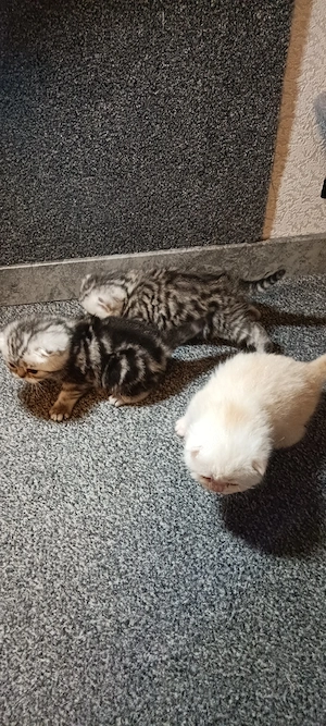 BKH Baby Katze 