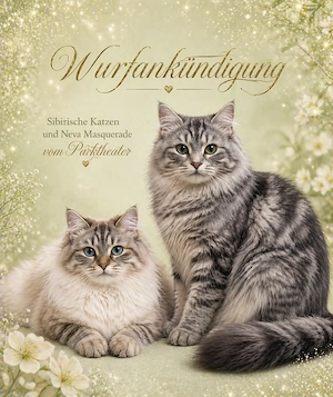 sibirische Katze Neva Masquarade Kitten