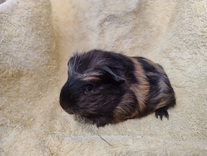 Meerschweinchen Glatthaar Männchen Bock Böcke Jungtiere 