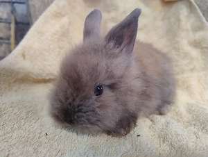 Kaninchen Zwergkaninchen Böcke  5 Jungtiere 