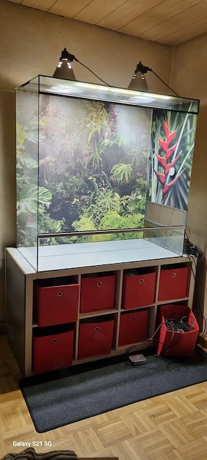 Vollglasterrarium (120cm b x 60cm t x 120 cm h)