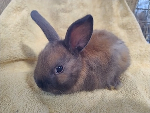 Kaninchen Zwergkaninchen Böcke  5 Jungtiere 
