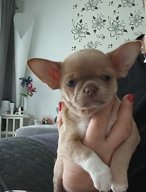 Chihuahua 