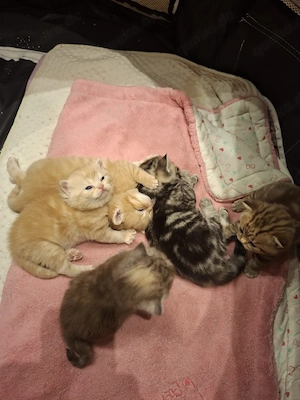    Exklusive reinrassige BKH Kitten    Bild 4