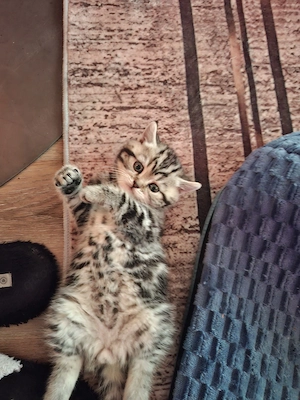    Exklusive reinrassige BKH Kitten    Bild 5