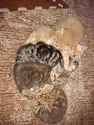    Exklusive reinrassige BKH Kitten    Bild 6