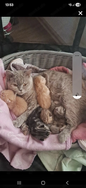    Exklusive reinrassige BKH Kitten    Bild 9
