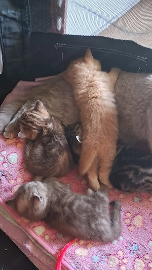    Exklusive reinrassige BKH Kitten    Bild 7