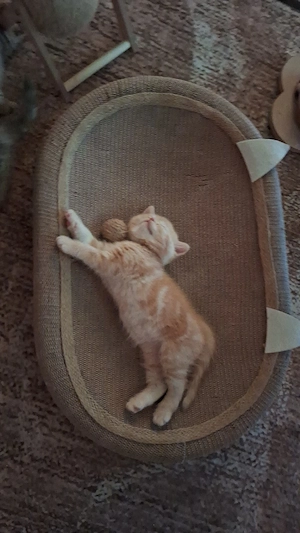    Exklusive reinrassige BKH Kitten    Bild 8