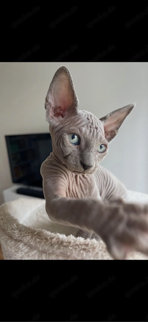sphynx kitten noch zwei mädchen frei