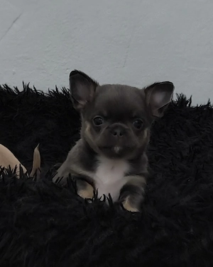 Chihuahua 