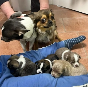 Chihuahua-Welpe 