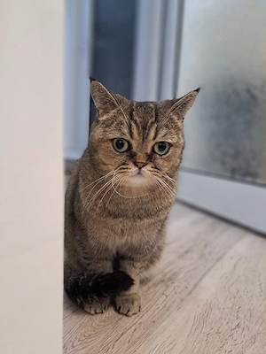 Ibrique - eine zarte Katzenseele benötigt dringend ein liebevolles Zuhause mit Freigang
