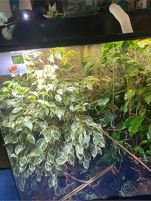 90x45x90 Terrarium zum Verkauf oder Tausch