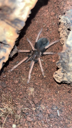 xenesthis sp. white 0.1 juvenile 