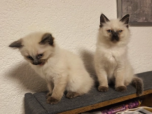 Weibliche Siamkatze
