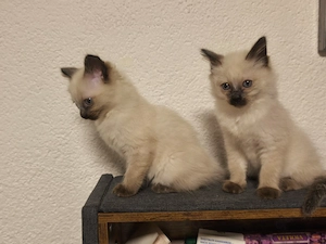 Weibliche Siamkatze