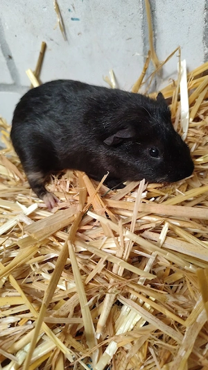 Männliche Meerschweinchen Jungtiere 