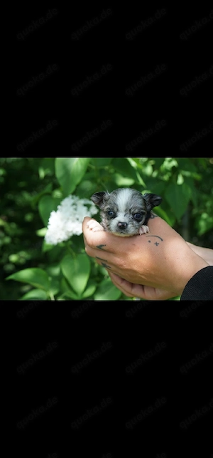 Chihuahua welpe Rüde