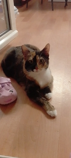 Ekh Katze Cookie