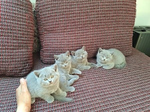 Britisch kurzhaar kitten zu verkaufen 