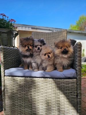Zwergspitz Welpen Spitz Merle Sable Beige 
