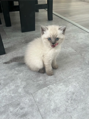 Katzenbaby