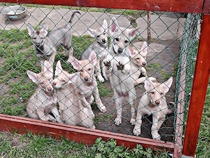 Marxdorfer Wolfshunde Abgabebereit  Bild 3