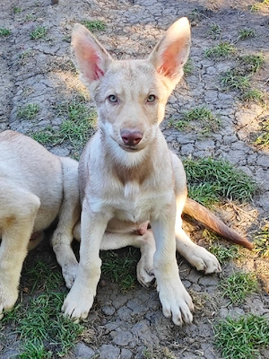 Marxdorfer Wolfshunde Abgabebereit  Bild 4
