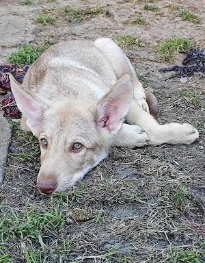 Marxdorfer Wolfshunde Abgabebereit  Bild 7