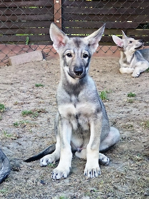 Marxdorfer Wolfshunde Abgabebereit  Bild 5