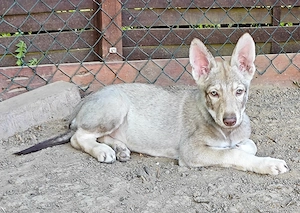 Marxdorfer Wolfshunde Abgabebereit  Bild 2
