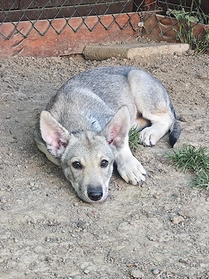 Marxdorfer Wolfshunde Abgabebereit  Bild 6